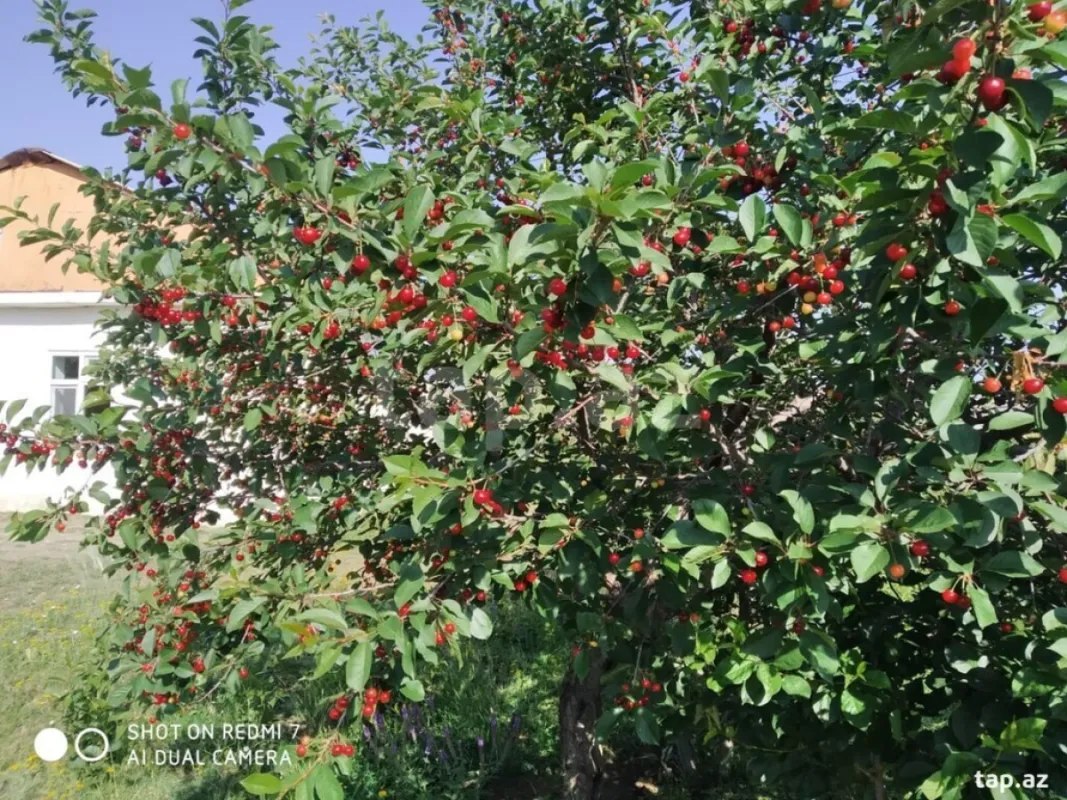 Satılır 3 otaqlı həyət evi