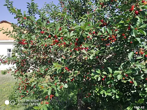 Satılır 3 otaqlı həyət evi