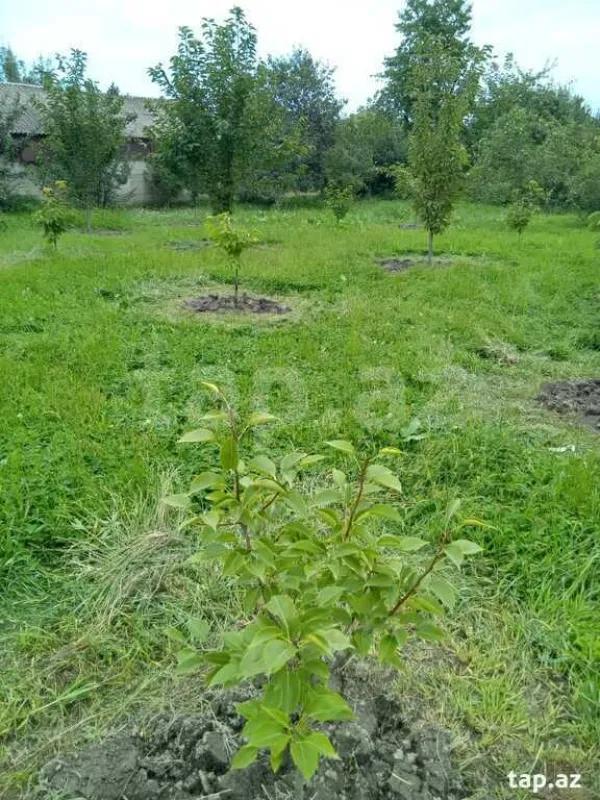 Kirayə verilir 3 otaqlı həyət evi