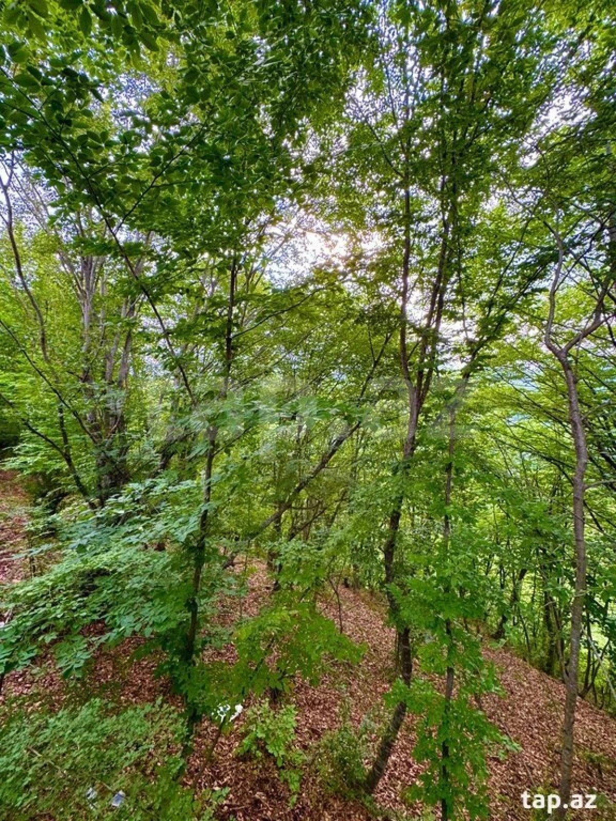 Kirayə verilir 1 otaqlı həyət evi