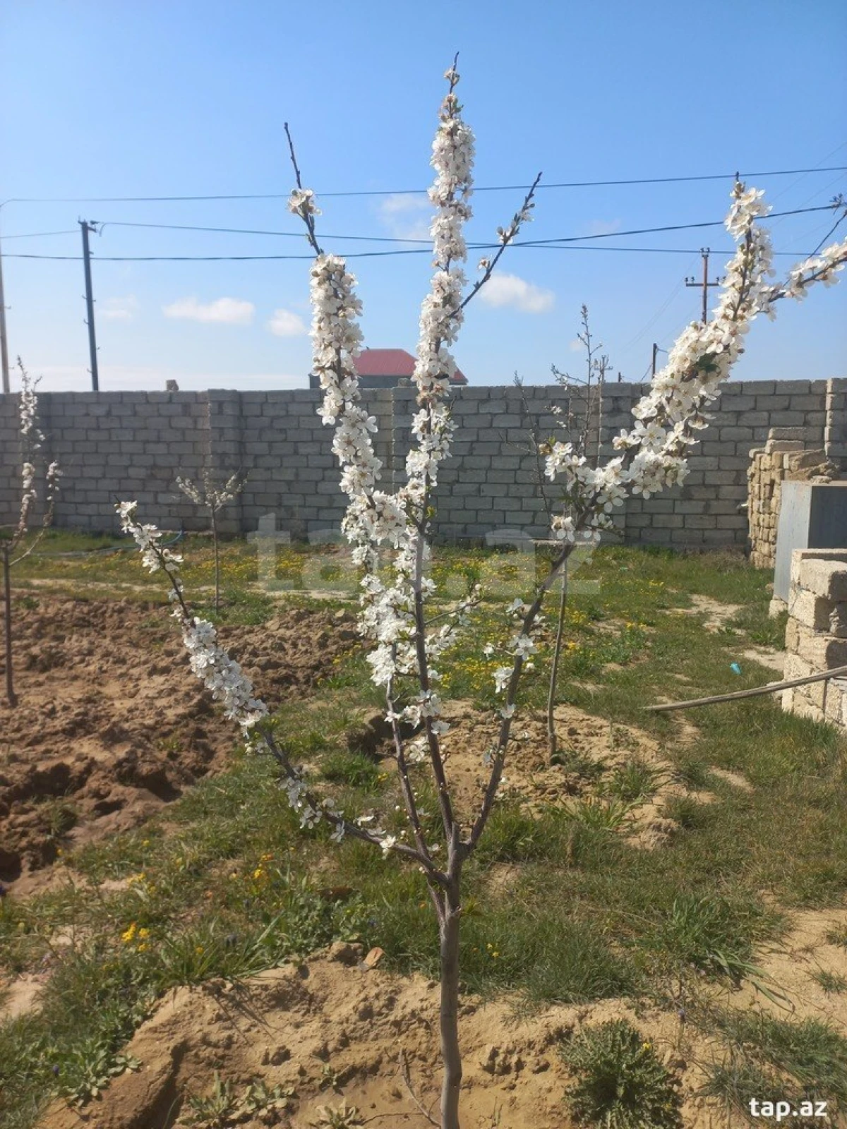 Satılır torpaq sahəsi