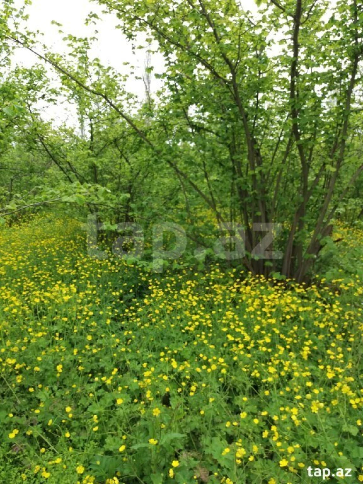 Satılır 5 otaqlı həyət evi