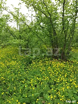 Satılır 5 otaqlı həyət evi