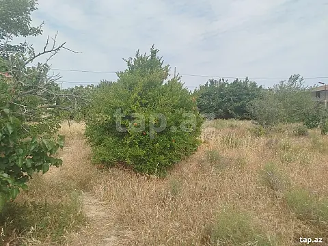 Satılır torpaq sahəsi — Sumqayıt, Novxanı