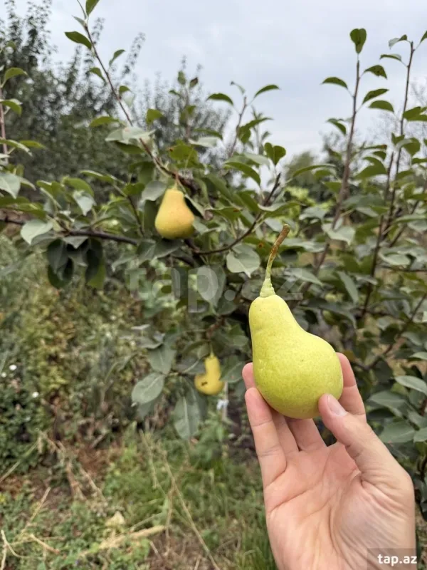 Kirayə verilir 6 otaqlı həyət evi