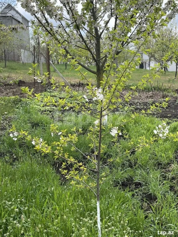 Kirayə verilir 6 otaqlı həyət evi