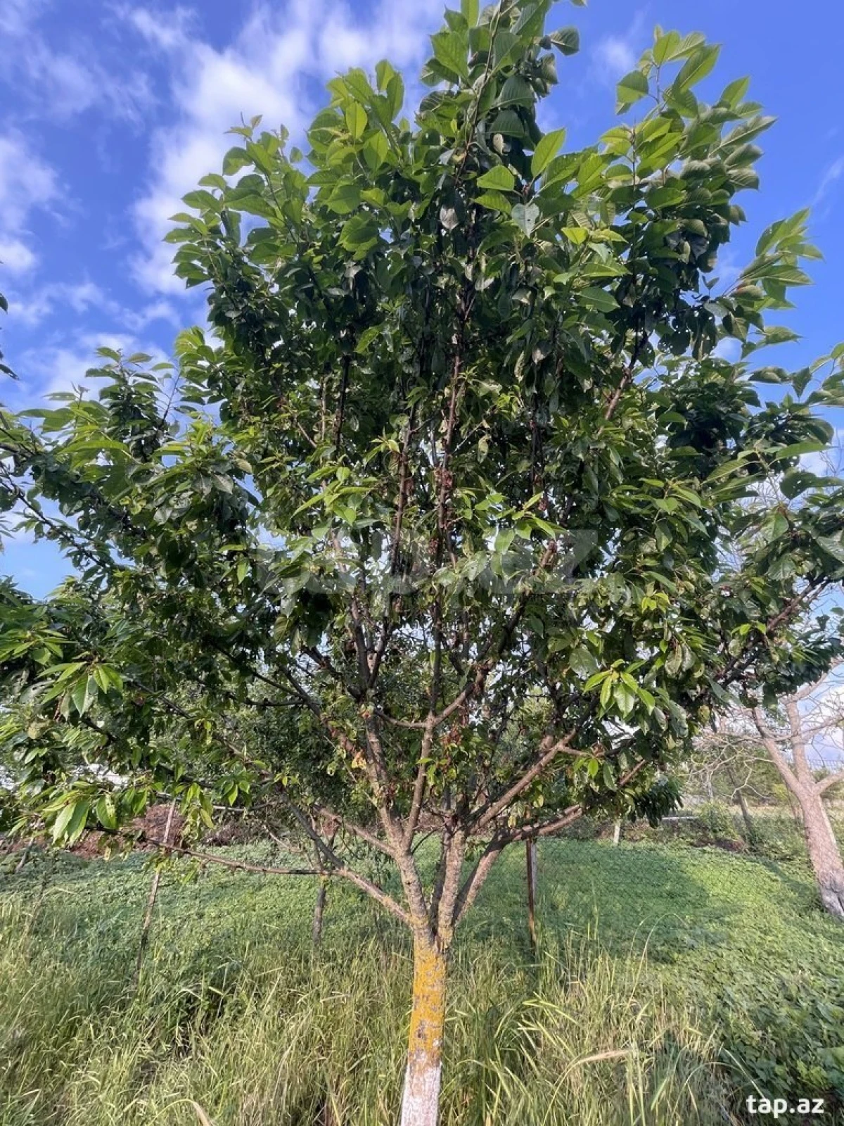 Kirayə verilir 6 otaqlı həyət evi