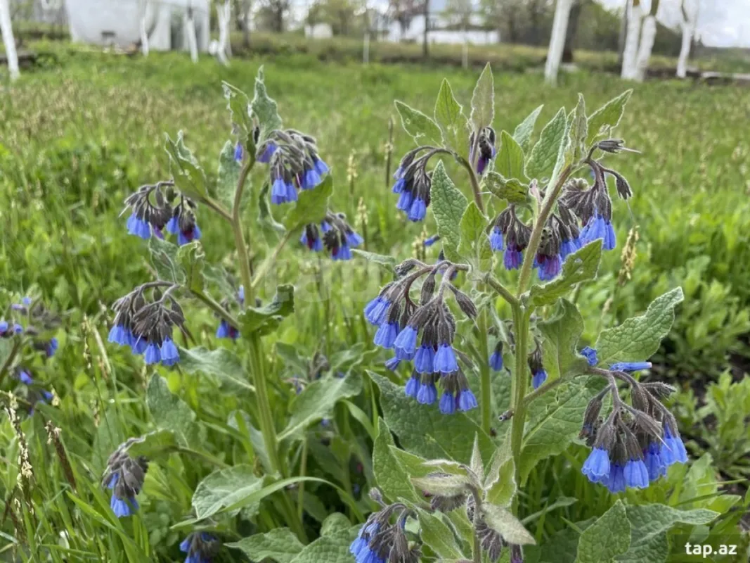 Kirayə verilir 6 otaqlı həyət evi