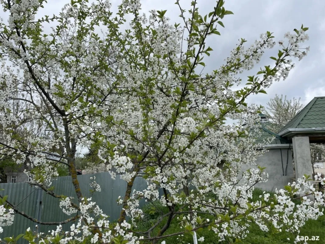 Kirayə verilir 6 otaqlı həyət evi