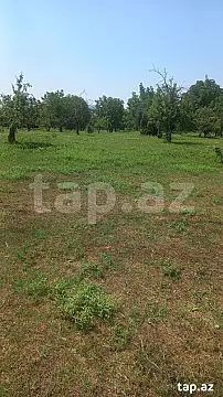 Satılır torpaq sahəsi — İsmayıllı