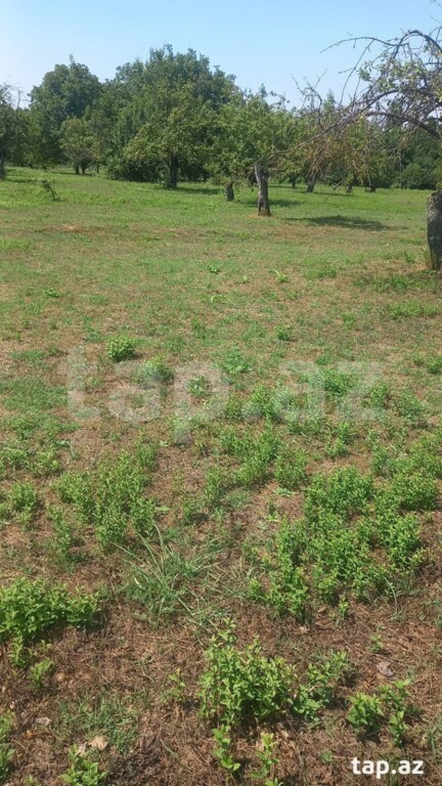 Satılır torpaq sahəsi