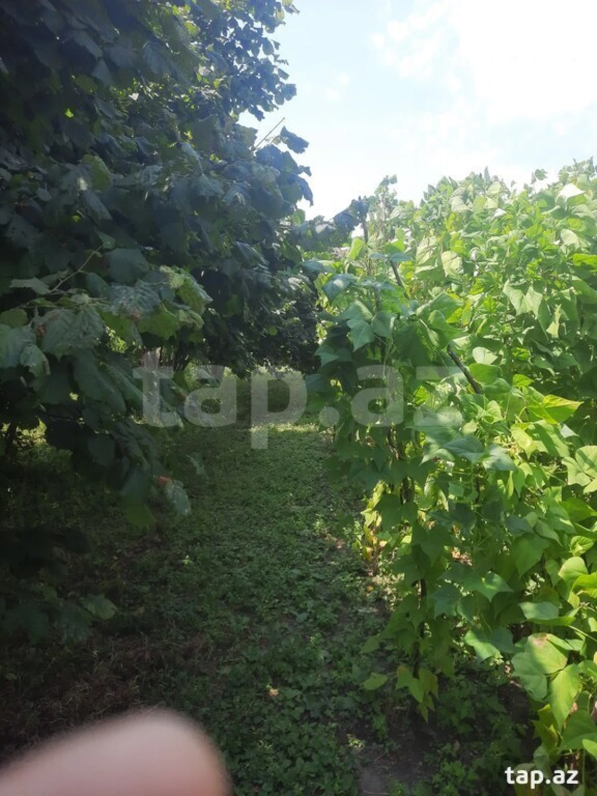 Satılır 3 otaqlı həyət evi