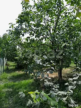 Satılır torpaq sahəsi — Xaçmaz