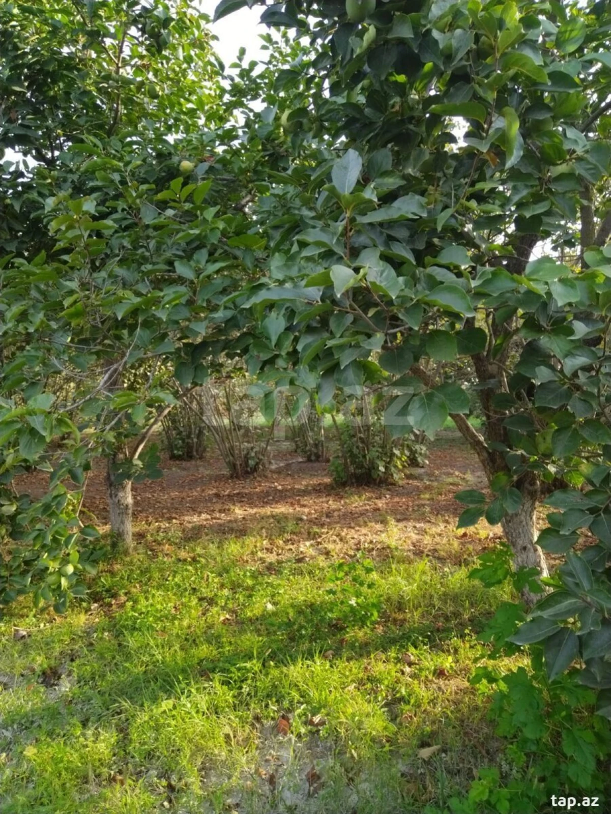 Satılır 5 otaqlı həyət evi 200 m²