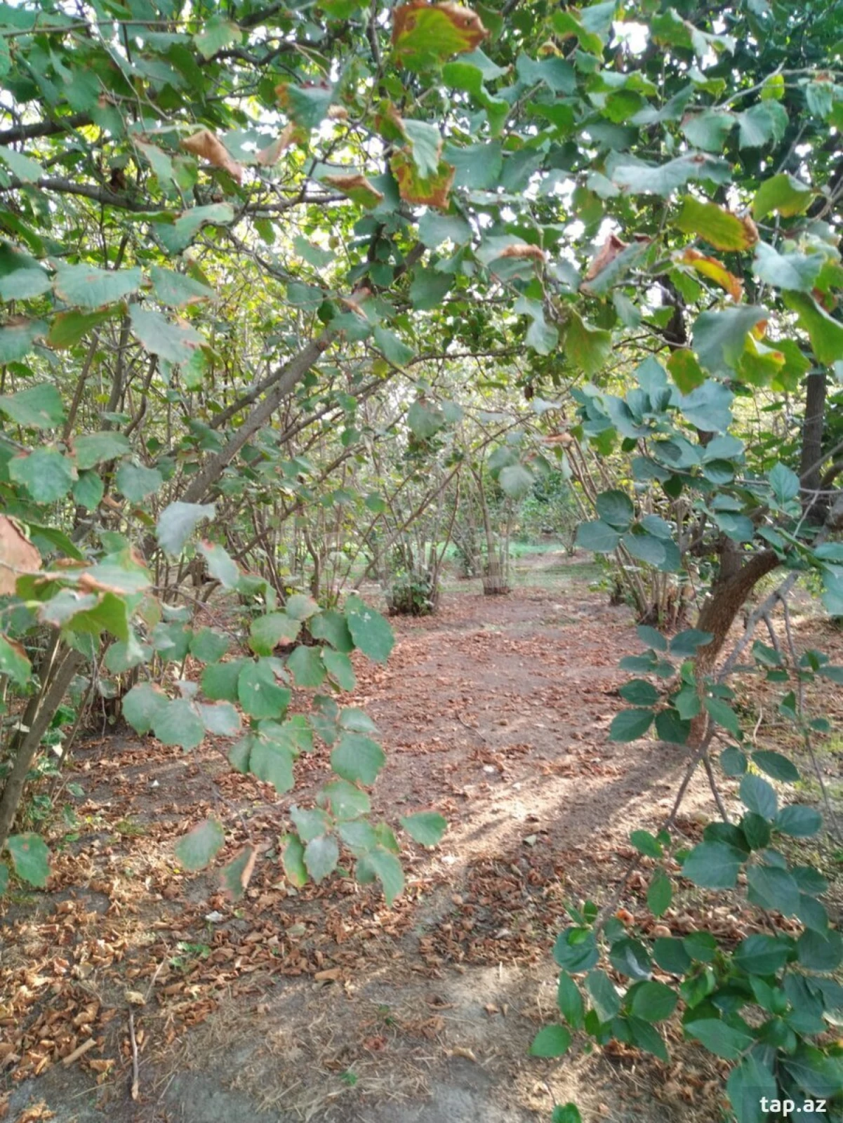 Satılır 5 otaqlı həyət evi 200 m²