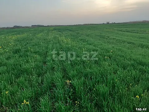 Satılır torpaq sahəsi — İmişli