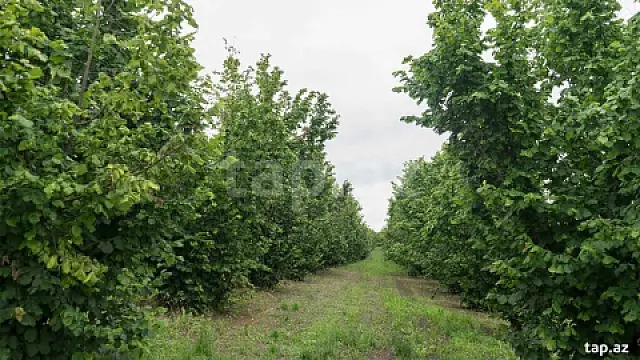 Satılır torpaq sahəsi — Bakı