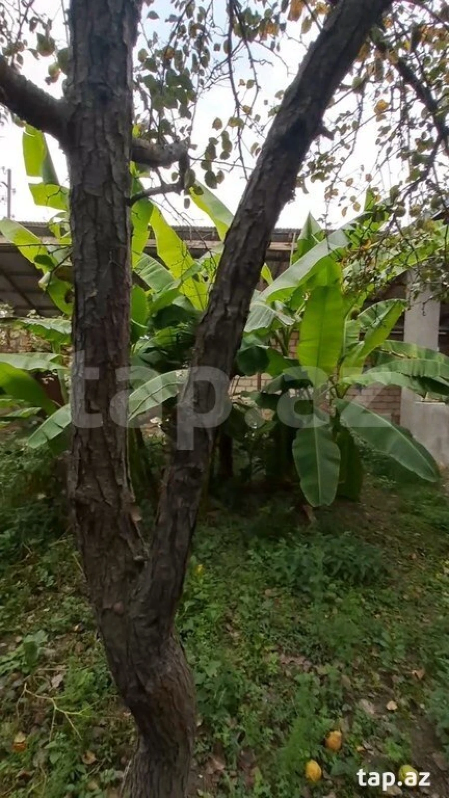 Satılır 3 otaqlı həyət evi