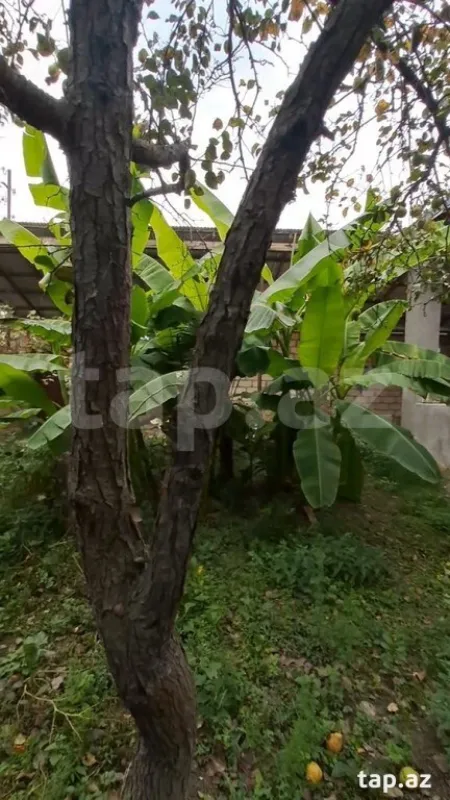 Satılır 3 otaqlı həyət evi