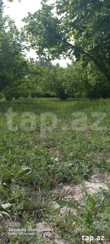 Satılır torpaq sahəsi