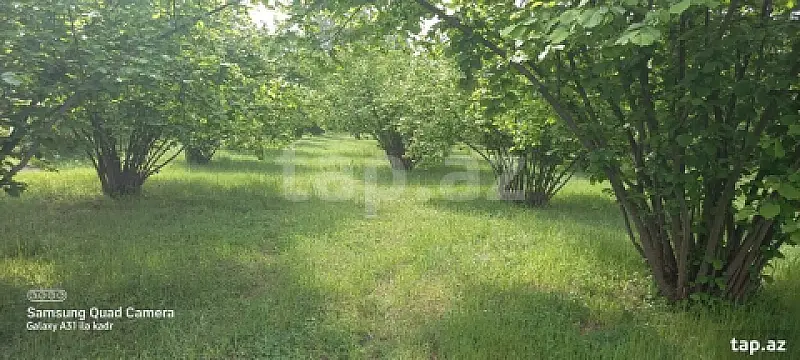 Satılır torpaq sahəsi — Oğuz