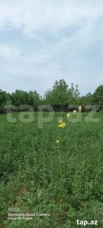 Satılır torpaq sahəsi