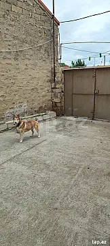 Satılır 3 otaqlı həyət evi