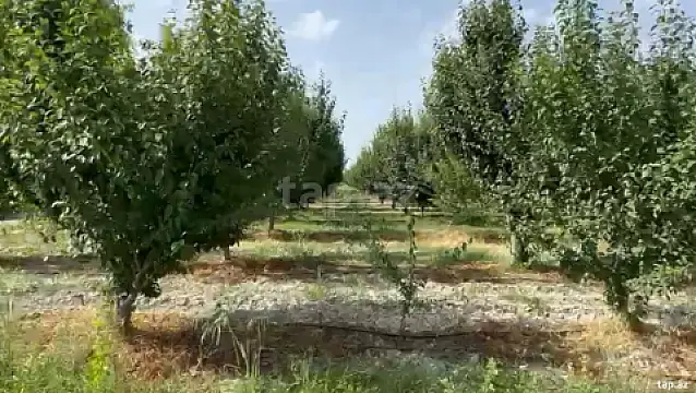 Satılır torpaq sahəsi — Göyçay