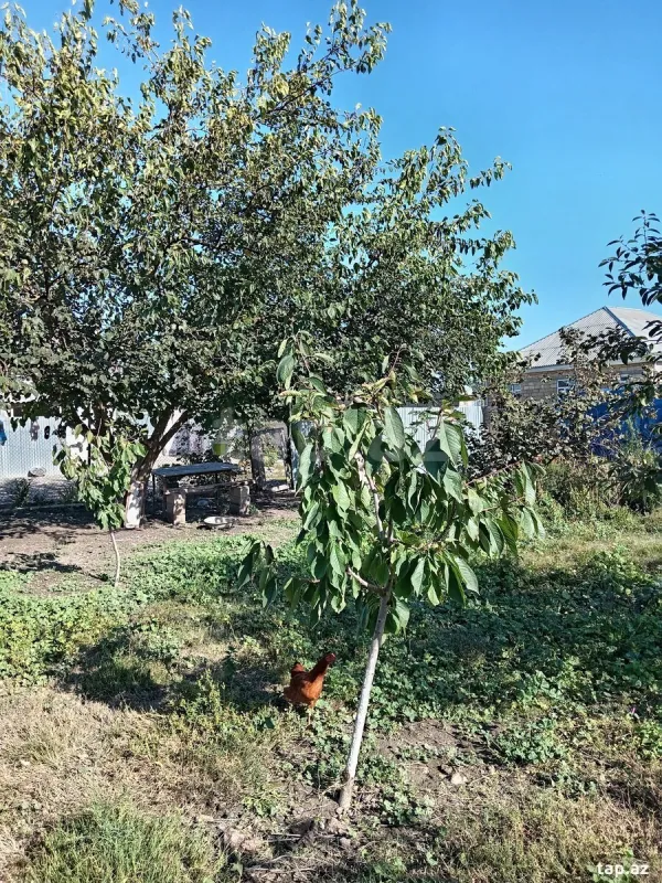 Satılır 2 otaqlı həyət evi