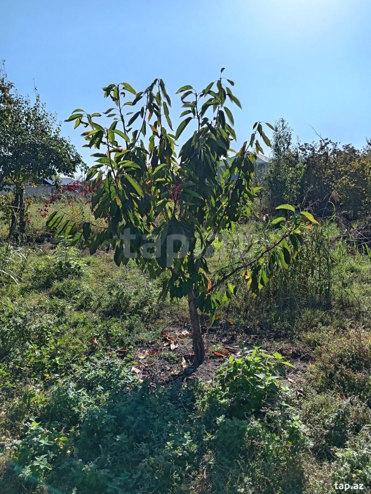 Satılır 2 otaqlı həyət evi