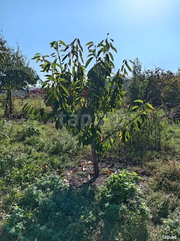 Satılır 2 otaqlı həyət evi