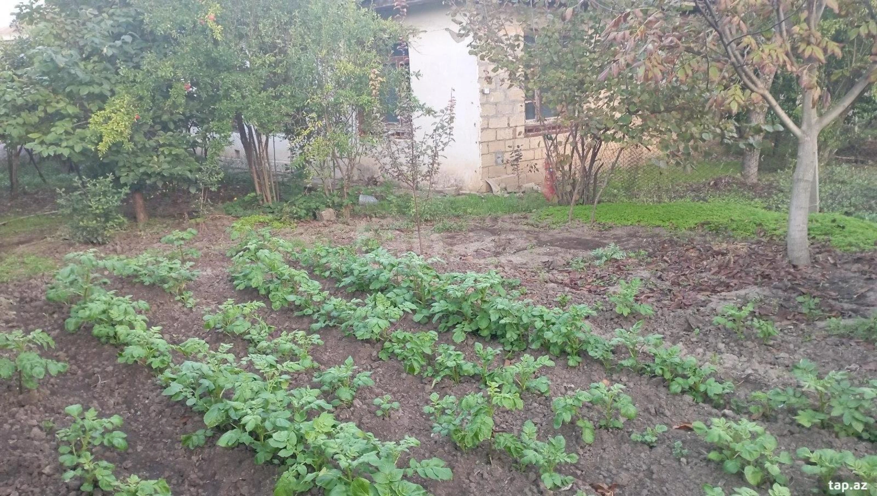 Satılır 4 otaqlı həyət evi