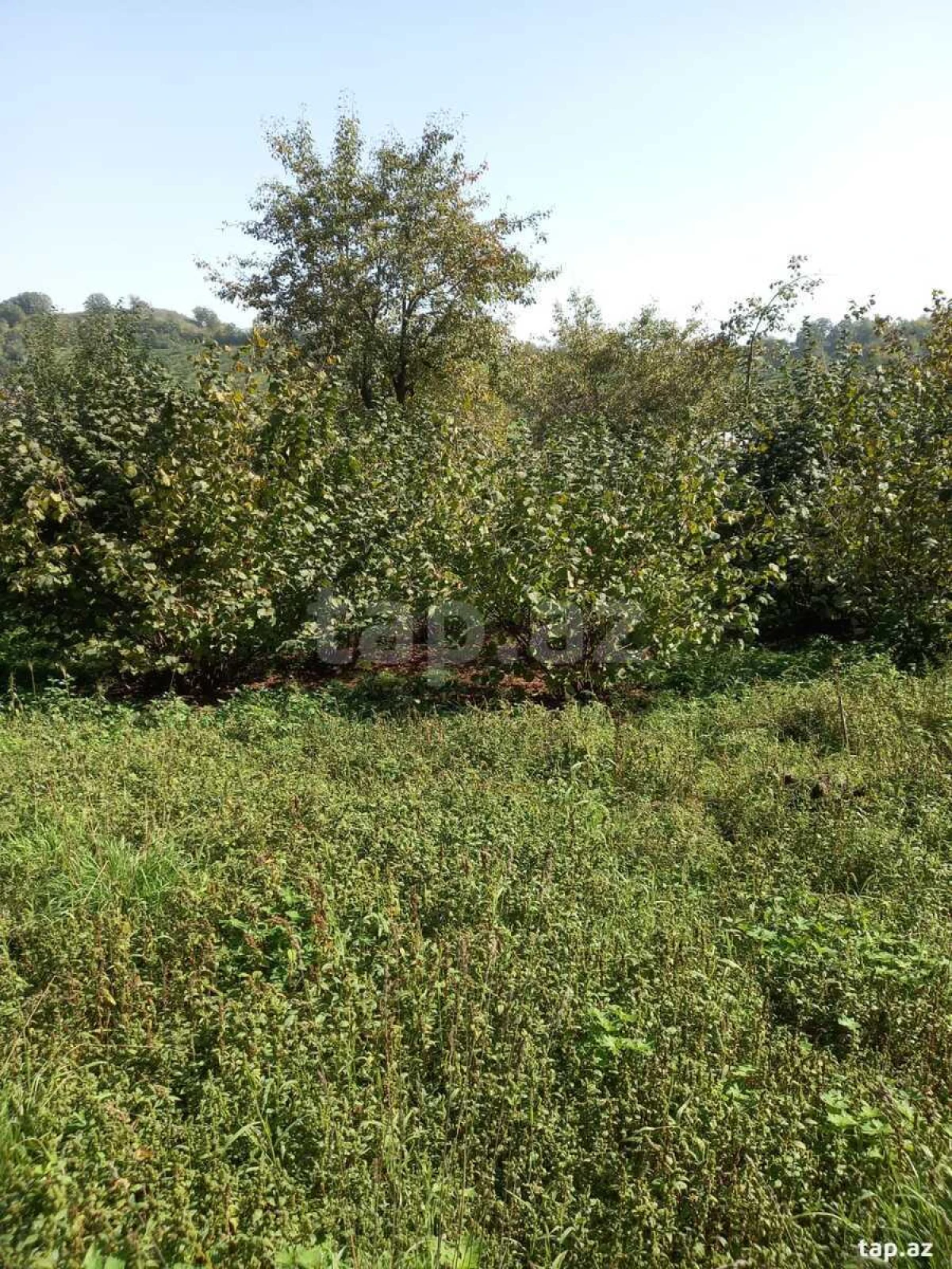 Satılır torpaq sahəsi