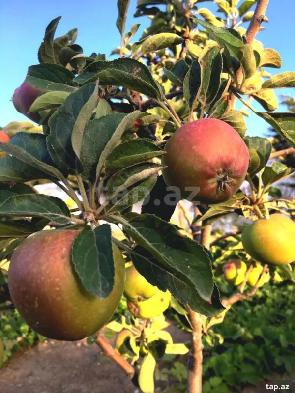 Satılır 4 otaqlı həyət evi 150 m²