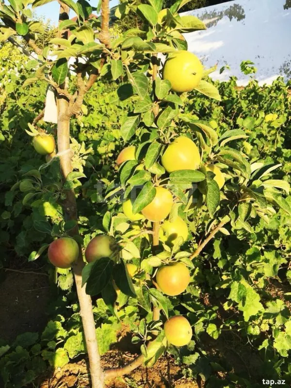 Satılır 4 otaqlı həyət evi 150 m²