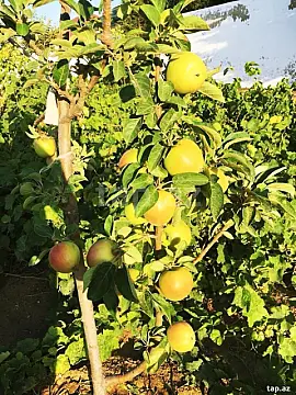 Satılır 4 otaqlı həyət evi 150 m²