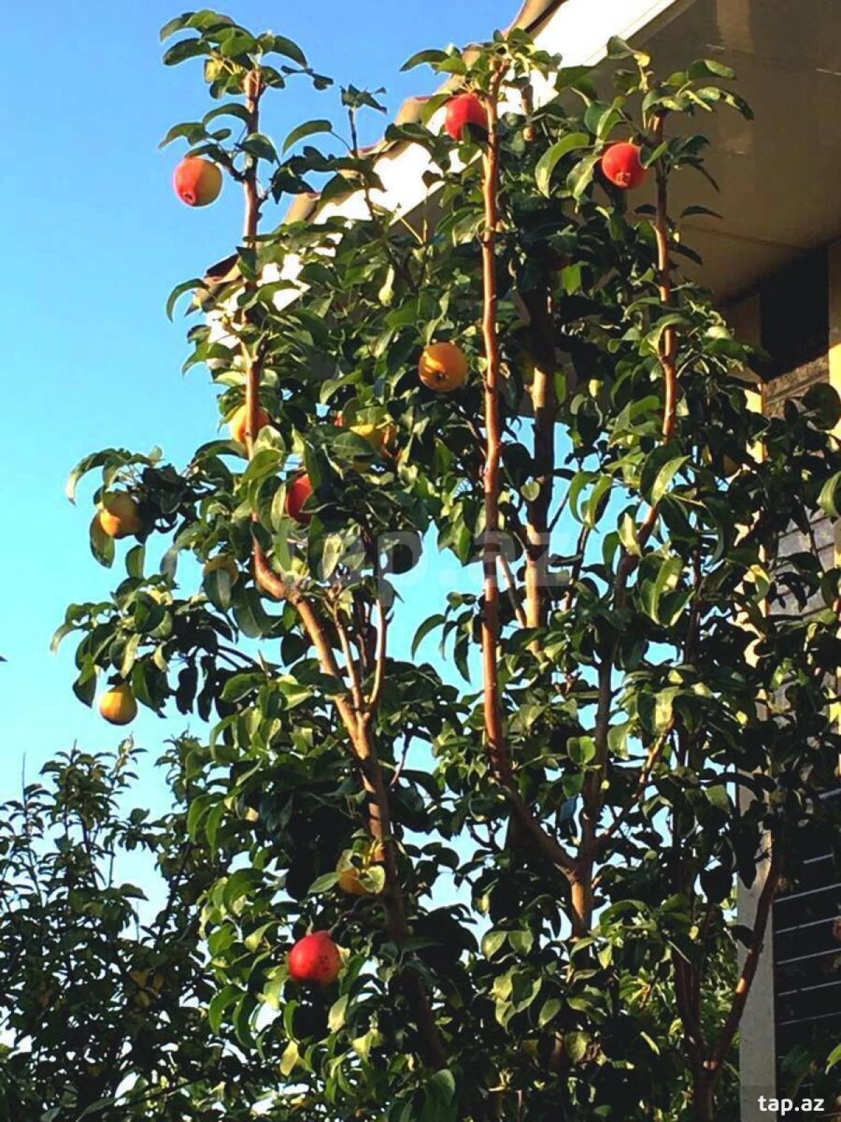 Satılır 4 otaqlı həyət evi 150 m²