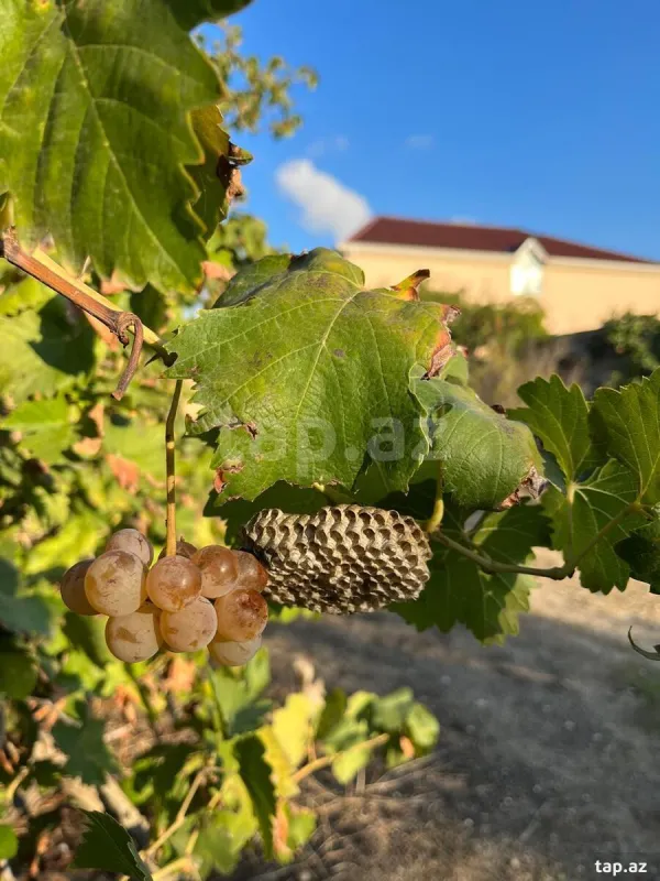 Kirayə verilir 3 otaqlı həyət evi 100 m²