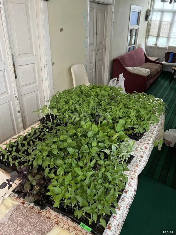 Satılır 3 otaqlı həyət evi 700 m²