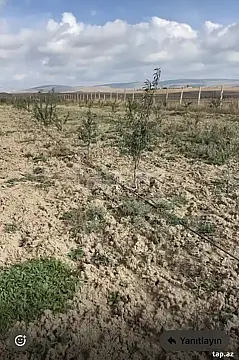 Satılır torpaq sahəsi — Şamaxı