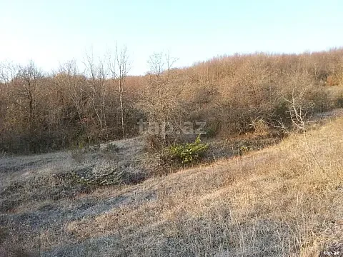 Satılır torpaq sahəsi — Şamaxı