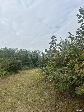 Satılır torpaq sahəsi — Qəbələ