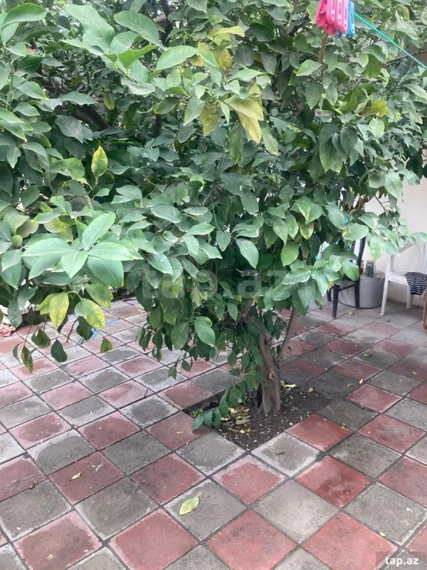 Satılır 2 otaqlı həyət evi