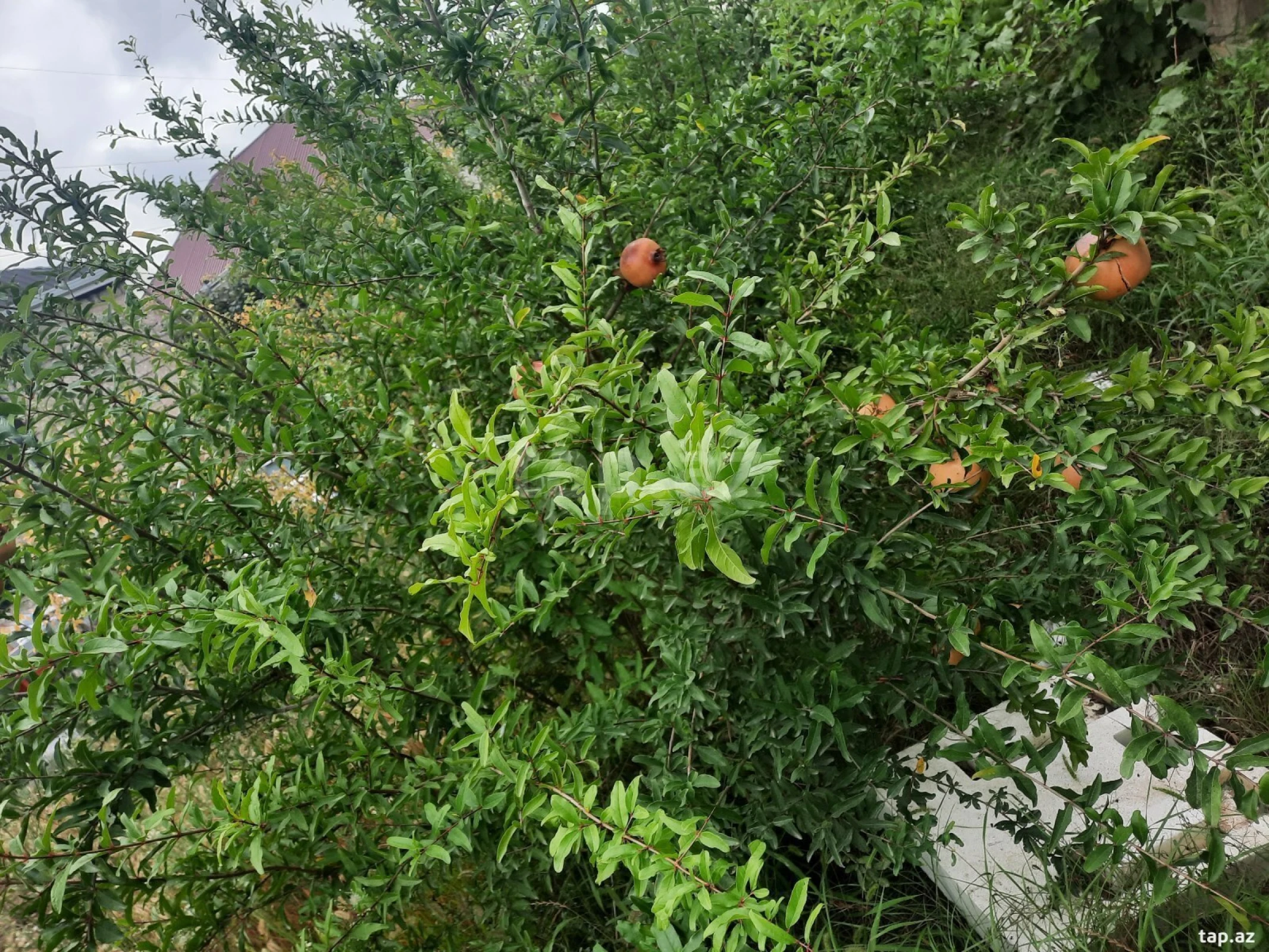 Kirayə verilir 2 otaqlı həyət evi 70 m²