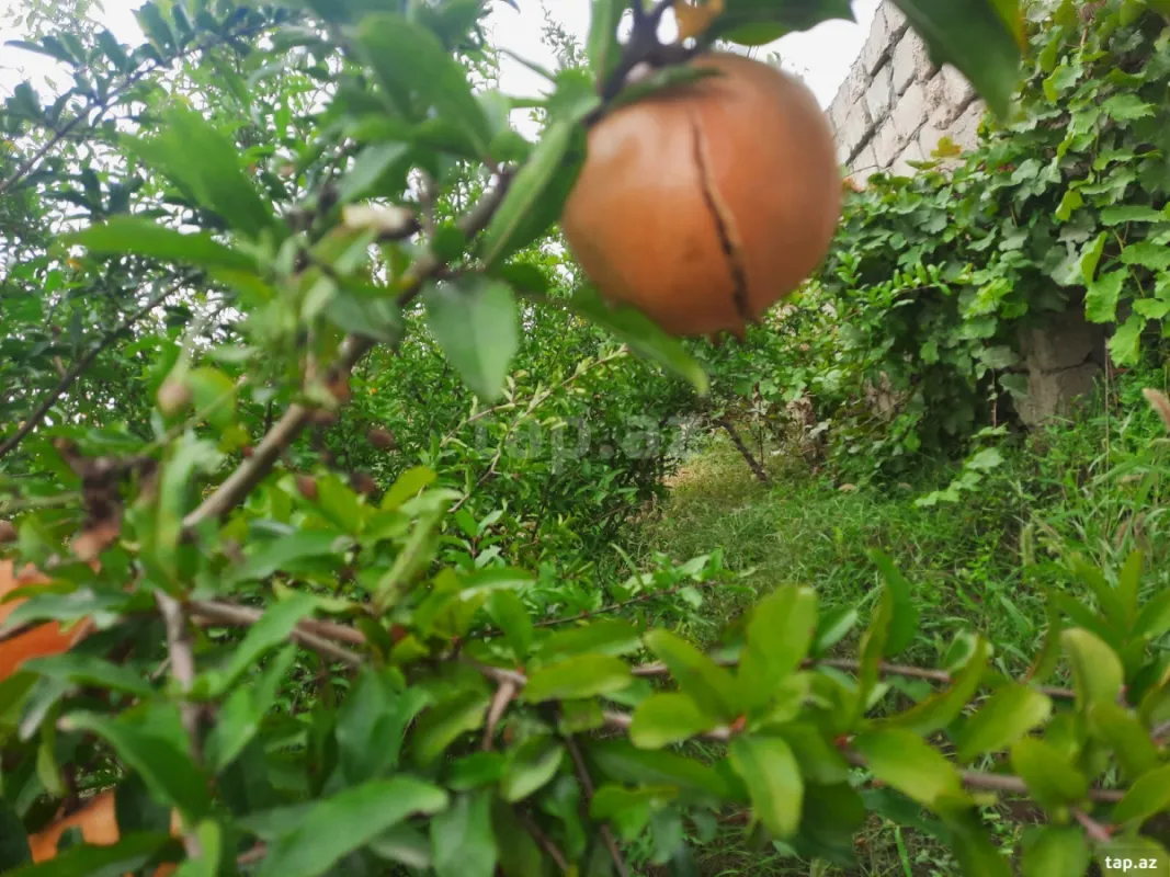 Kirayə verilir 2 otaqlı həyət evi 70 m²