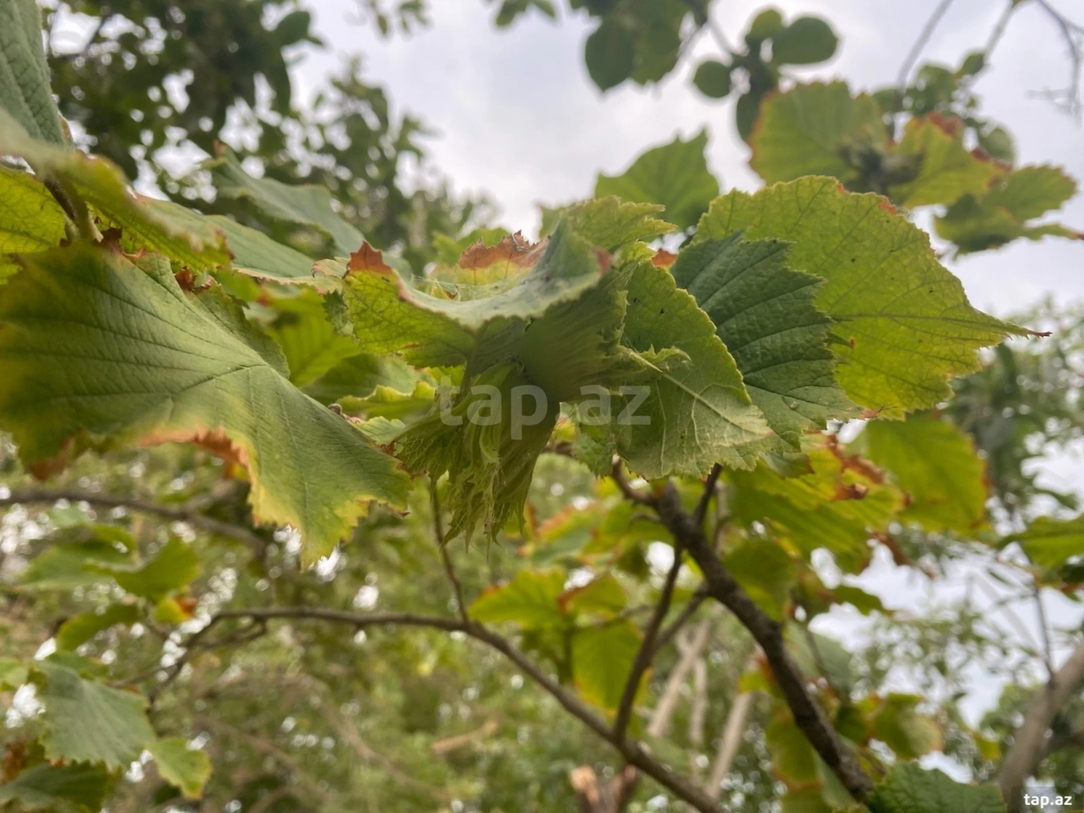 Satılır 5 otaqlı həyət evi 150 m²