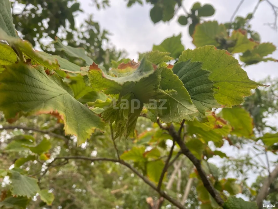 Satılır 5 otaqlı həyət evi 150 m²