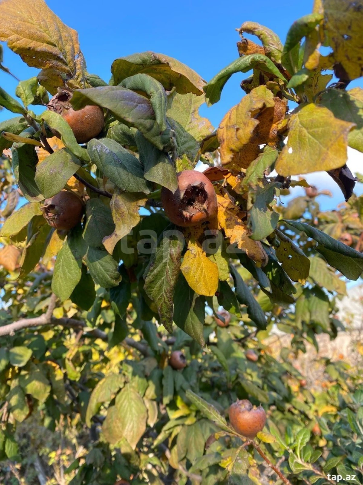 Satılır 5 otaqlı həyət evi 150 m²