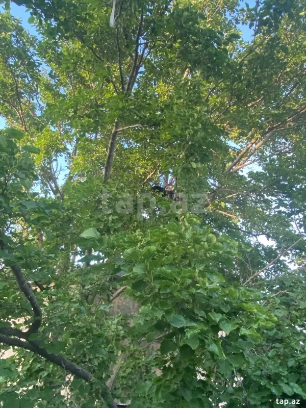 Satılır 5 otaqlı həyət evi 150 m²