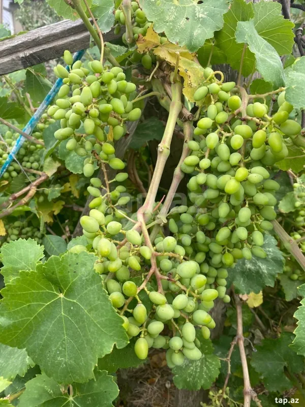 Satılır 5 otaqlı həyət evi 150 m²